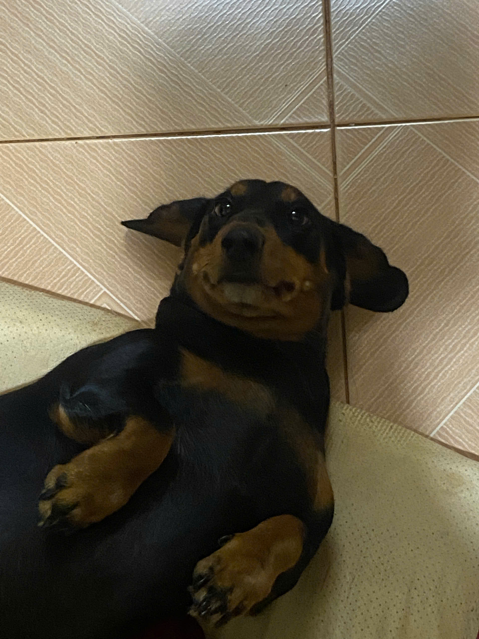 Pet Care Illustration